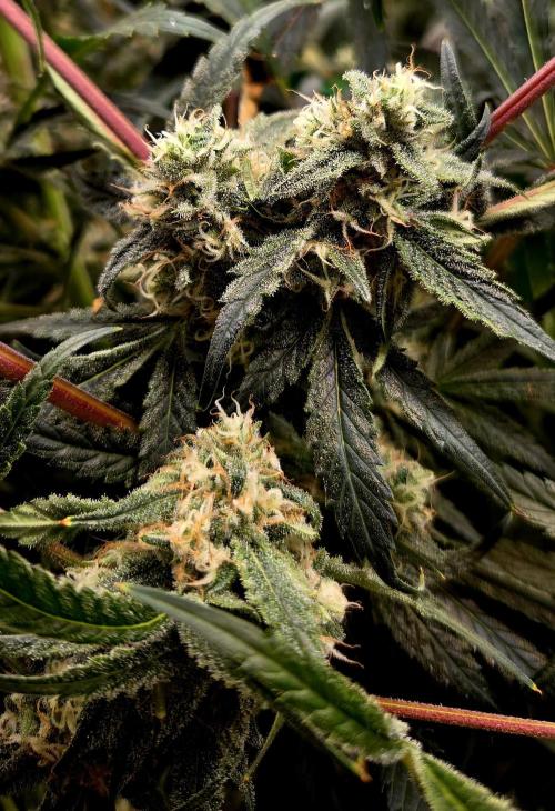 Wizard Trees DIY DWC. Week 13 - London Fog