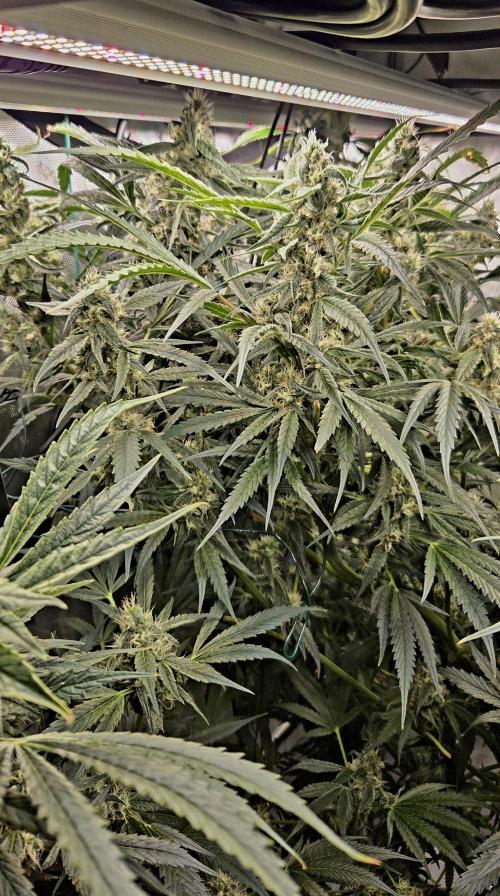Wizard Trees DIY DWC. Week 13 - Jungle