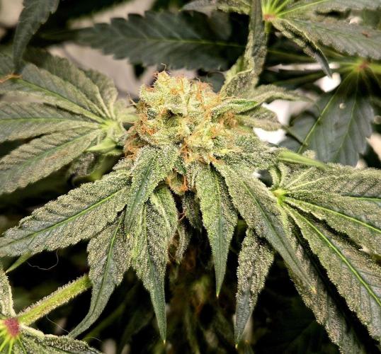 Wizard Trees DIY DWC. Week 13 - Zangria No2