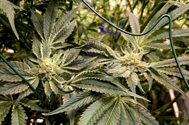 Wizard Trees DIY DWC. Week 13 - Zangrias 