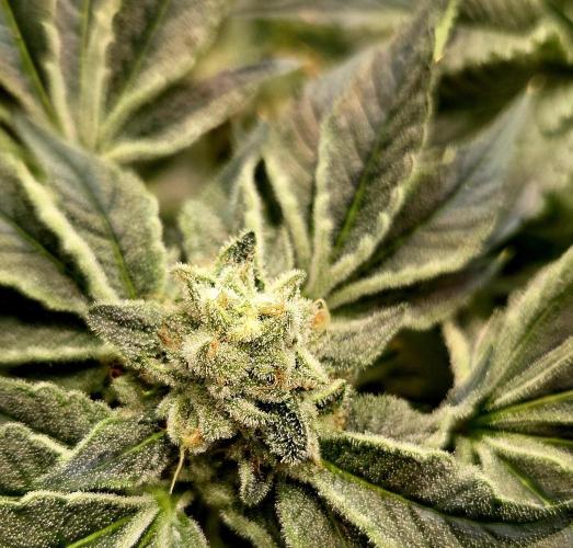 Wizard Trees DIY DWC. Week 13 - Zangria