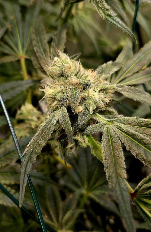 Wizard Trees DIY DWC. Week 13 - London Fog