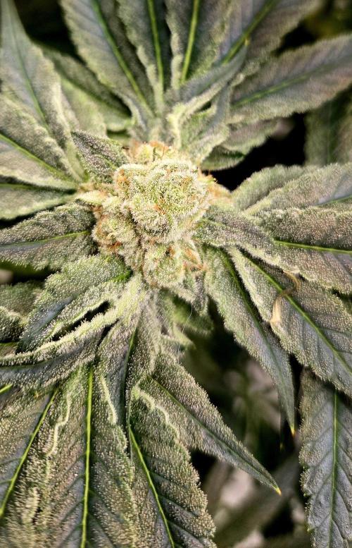 Wizard Trees DIY DWC. Week 13 - Zangria No1