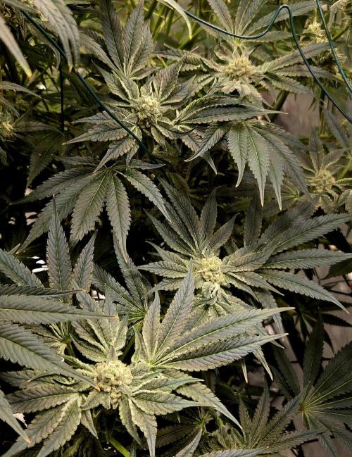 Wizard Trees DIY DWC. Week 13 - Zangrias