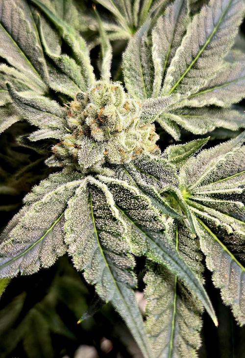 Wizard Trees DIY DWC. Week 13 - Zangria No1