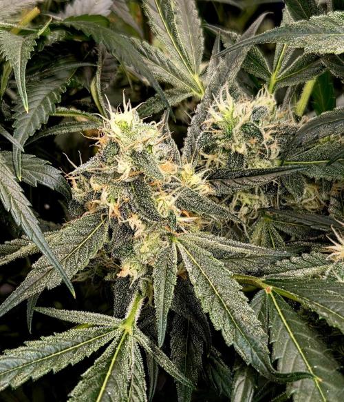 Wizard Trees DIY DWC. Week 13 - London Fog