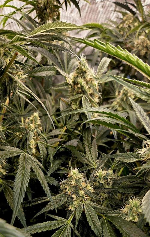 Wizard Trees DIY DWC. Week 13 - London 