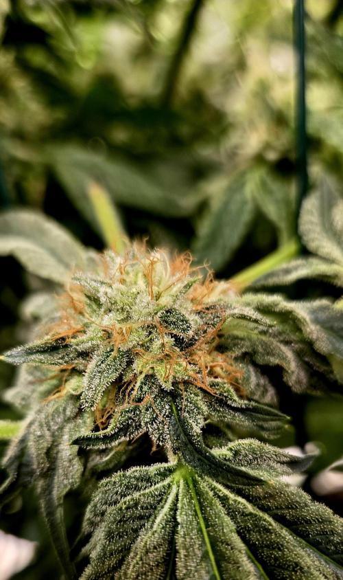 Wizard Trees DIY DWC. Week 13 - Zangria No2