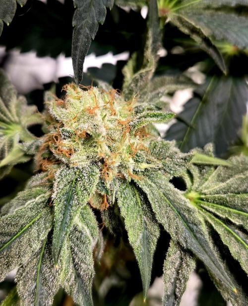 Wizard Trees DIY DWC. Week 13 - Zangria No2