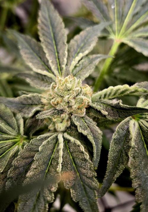 Wizard Trees DIY DWC. Week 13 - Zangria 