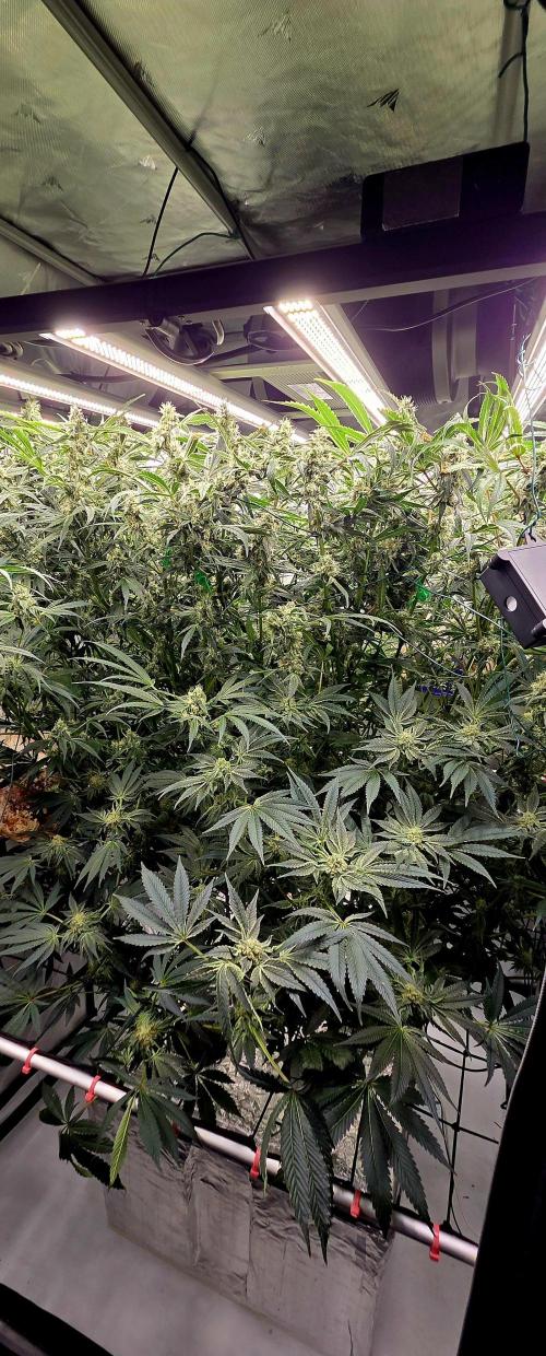 Wizard Trees DIY DWC. Week 13 - All 4 