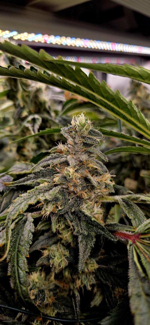 Wizard Trees DIY DWC. Week 14 - London