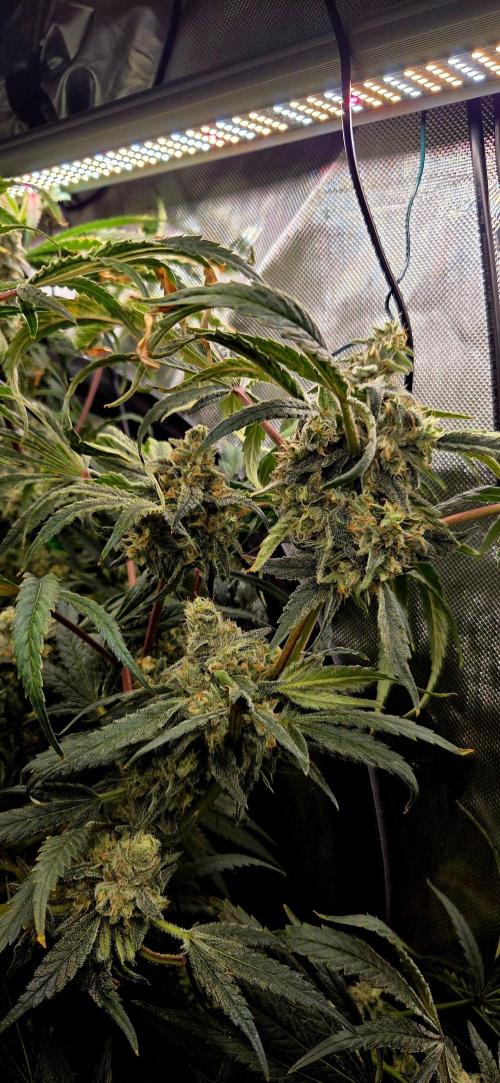 Wizard Trees DIY DWC. Week 14 - london