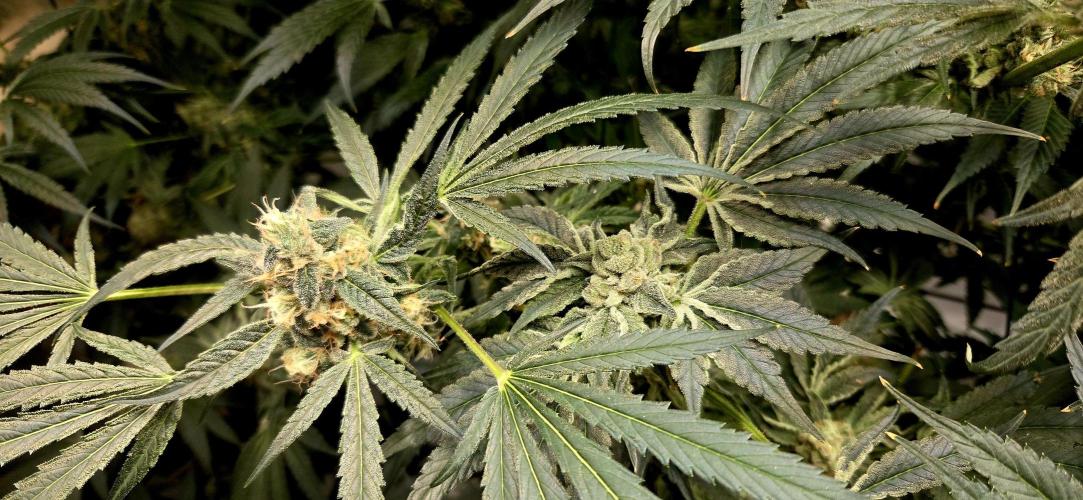 Wizard Trees DIY DWC. Week 14 - london and zangria