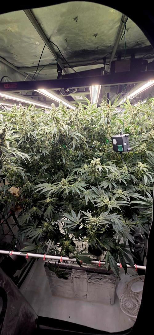 Wizard Trees DIY DWC. Week 14 - go hard or go home :D 