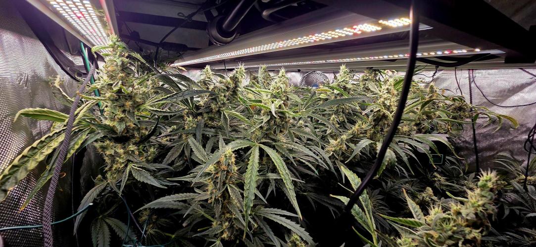Wizard Trees DIY DWC. Week 14 - Londons :D 
