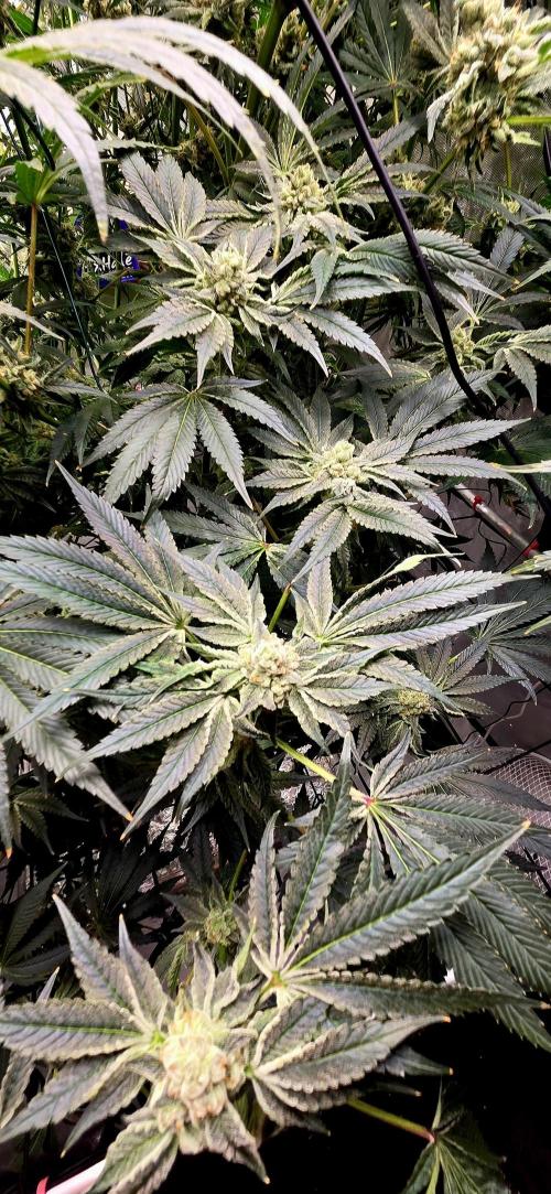 Wizard Trees DIY DWC. Week 14 - zangria1