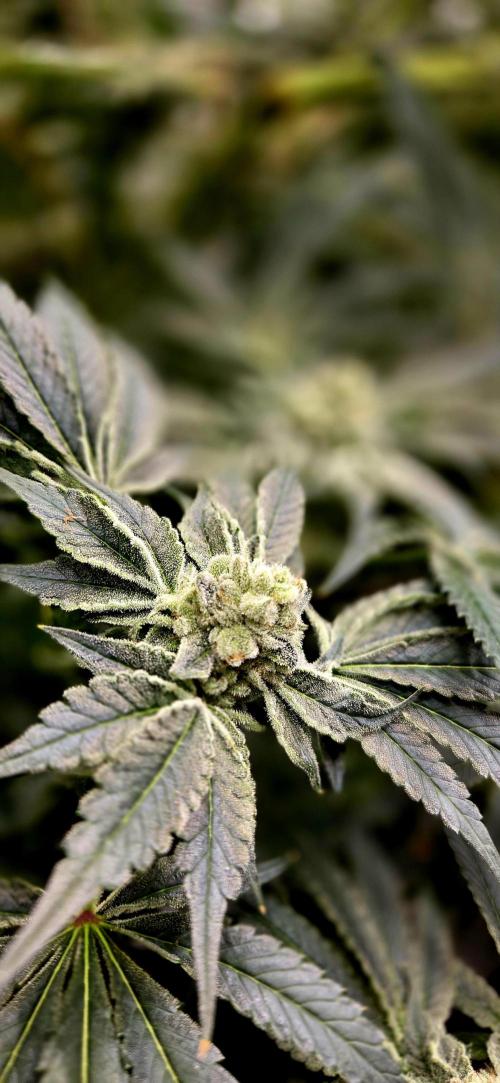 Wizard Trees DIY DWC. Week 14 - zangria1