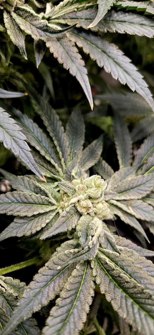 Wizard Trees DIY DWC. Week 14 - zangria1