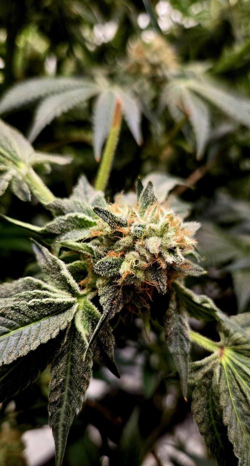 Wizard Trees DIY DWC. Week 14 - zangria2