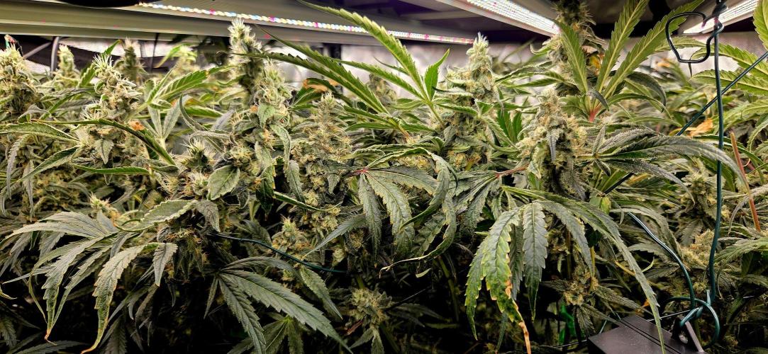 Wizard Trees DIY DWC. Week 14 - :D :D :D 