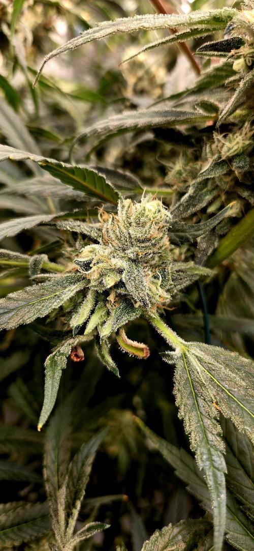 Wizard Trees DIY DWC. Week 14 - london side