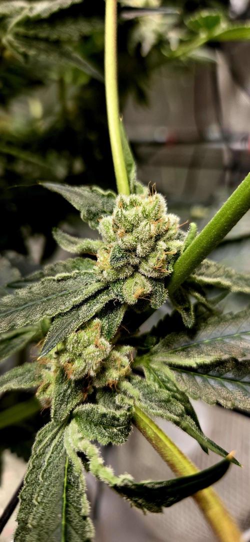 Wizard Trees DIY DWC. Week 14 - zangria sides