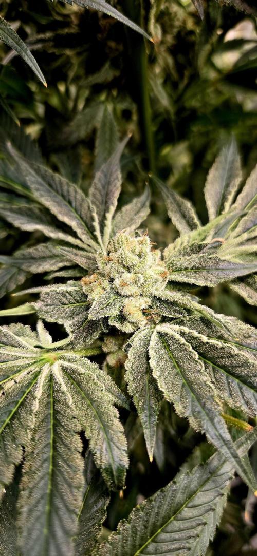 Wizard Trees DIY DWC. Week 15