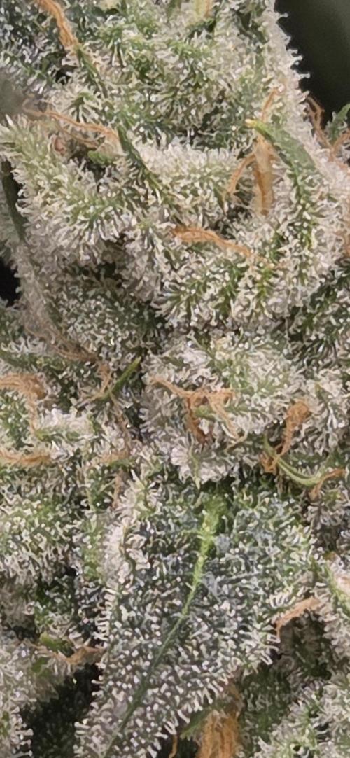 Wizard Trees DIY DWC. Week 15