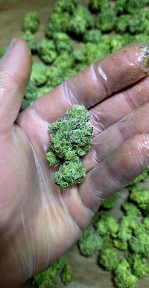 Wizard Trees DIY DWC. Week 15