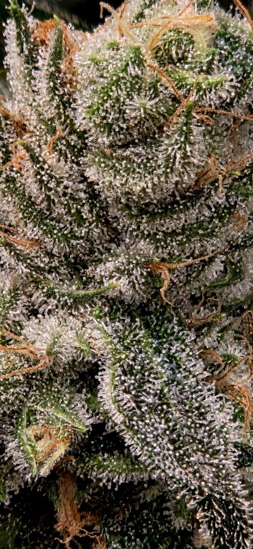 Wizard Trees DIY DWC. Week 15