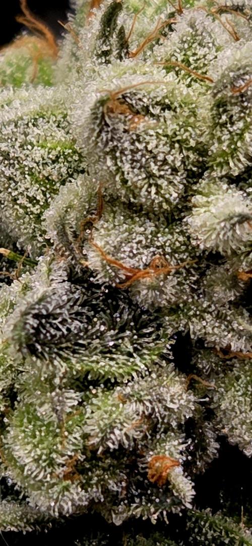 Wizard Trees DIY DWC. Week 15