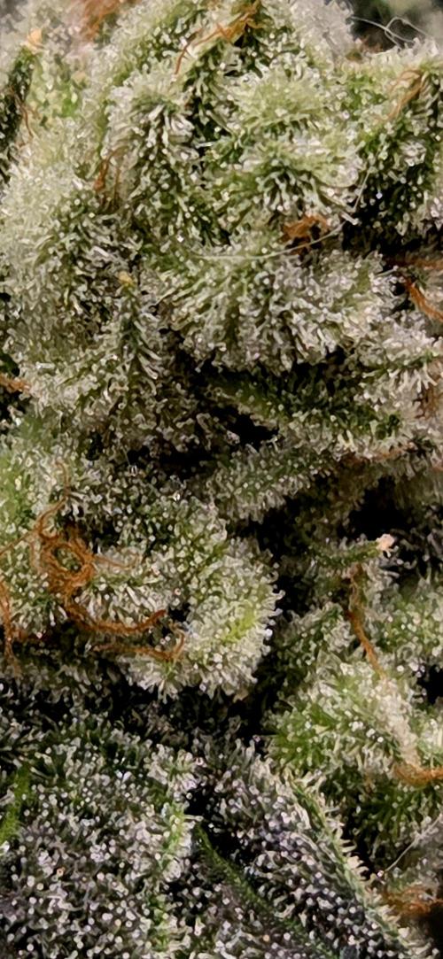 Wizard Trees DIY DWC. Week 15