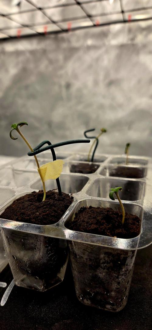 Wizard Trees Black Magic DIY DWC. Week 0