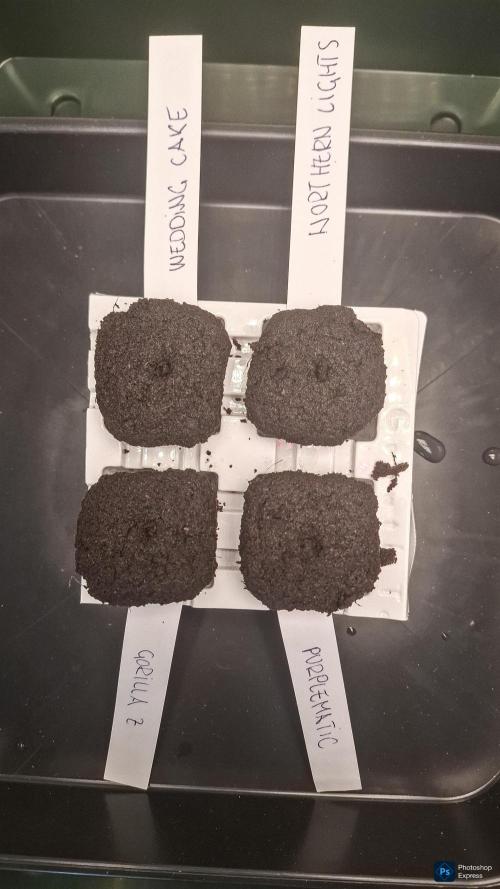 Four in a Tent. Week 0 - 24 hrs in 2ml/l purified H2O & Root juice mix, transferred to Root Kit cubes 