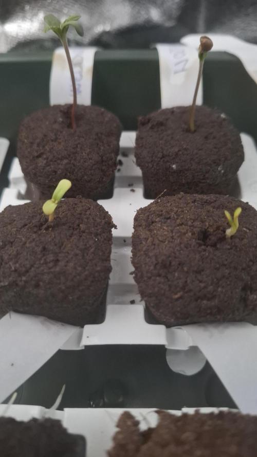 Four in a Tent. Week 0 - Gorilla Z also germinated on day 2 only closely followed by Purplematic. 