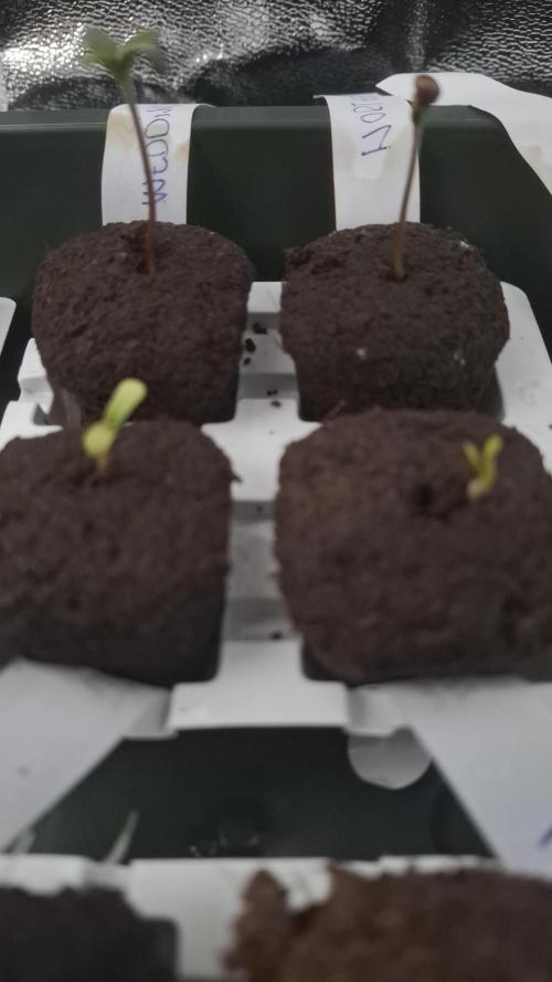 Four in a Tent. Week 0 - On day 3 I removed the plastic dome from the propagator. 