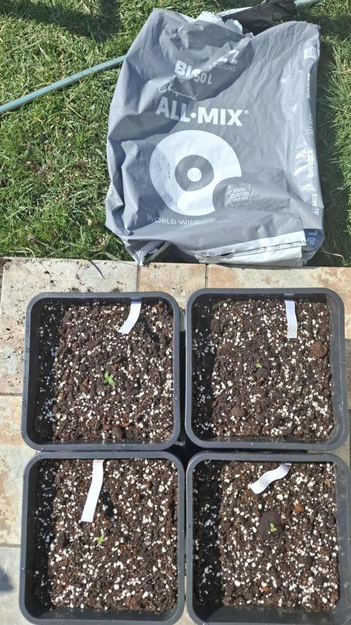 Four in a Tent. Week 0 - Transplanted to 11l pots as the roots were already sticking out of the cubes. 