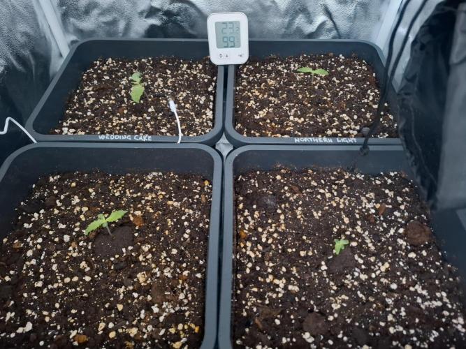 Four in a Tent. Week 0 - State as of final day of Week 1.
