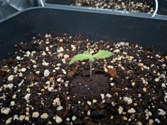 Four in a Tent. Week 0 - Gorilla Z