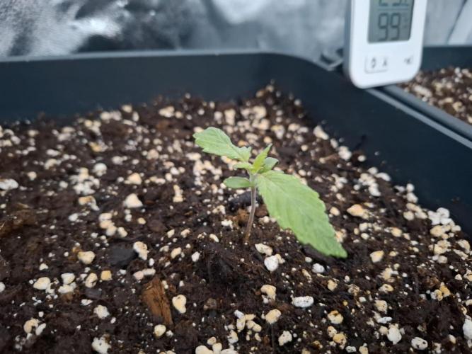 Four in a Tent. Week 0 - Wedding Cake