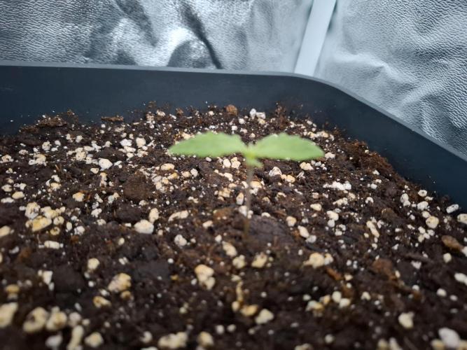 Four in a Tent. Week 0 - Northern Light
