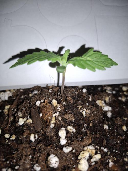 Four in a Tent. Week 2