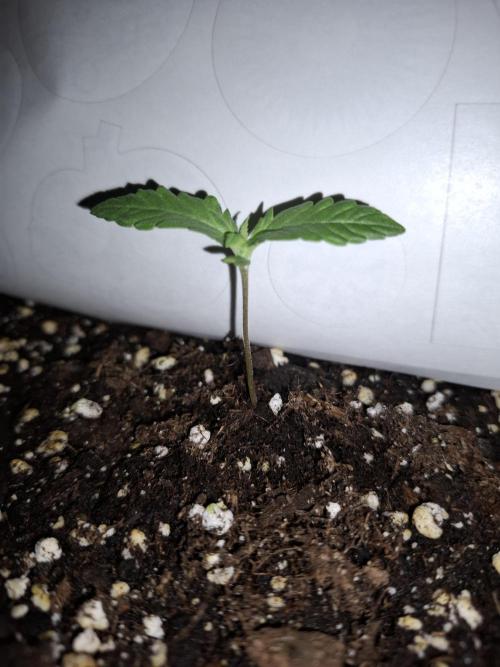 Four in a Tent. Week 2