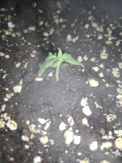 Four in a Tent. Week 2 - Purplematic is the smallest at 2 cem, but it was also the last to sprout.