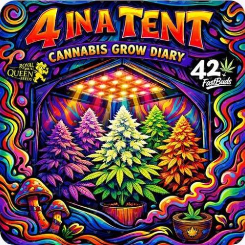 Four in a Tent. Week 2