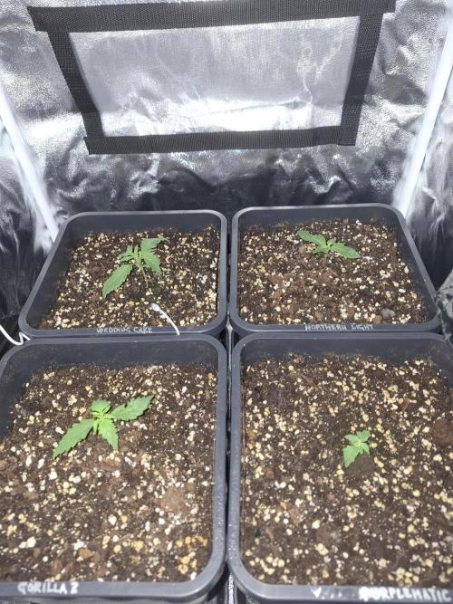 Four in a Tent. Week 2