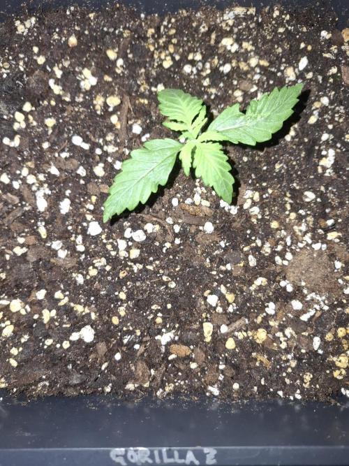 Four in a Tent. Week 2