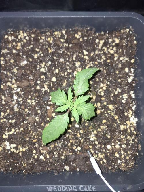 Four in a Tent. Week 2