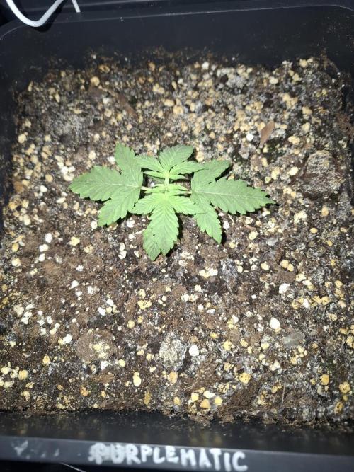 Four in a Tent. Week 3